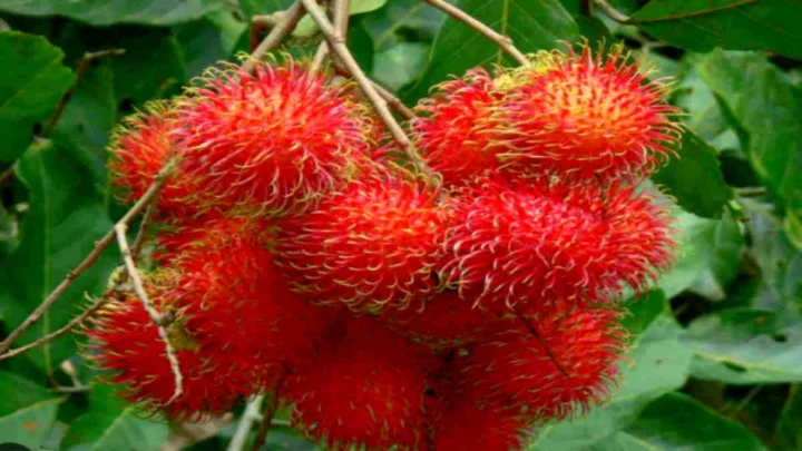 Rambutan Fruit: రాంబూటన్ సాగు.. కేరళలో ఎరుపు రంగులో మారిపోతున్న ప్రాంతాలు