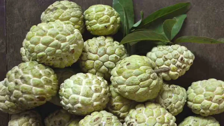 Custard apples సీతాఫలాలు వచ్చాయి, తినేవారు తెలుసుకోవాల్సినవి