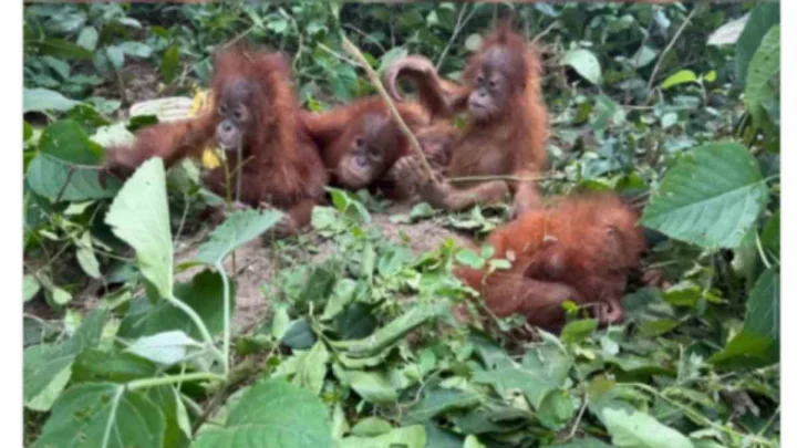 orangutans