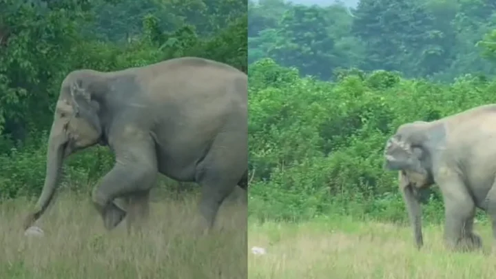 Elephant Turns Footballer