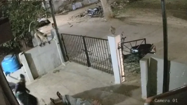 Baboon leaps onto elderly woman