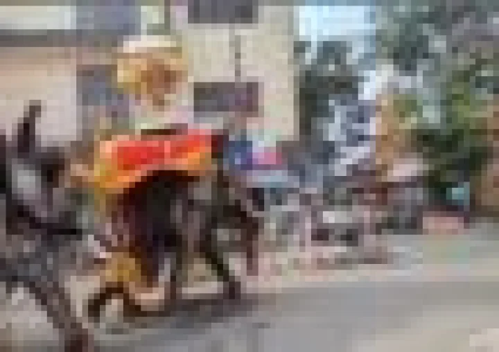 జంబూ సవారీలో అపశృతి, అమ్మవారి అంబారీని కిందపడేసిన ఏనుగు, వీడియో