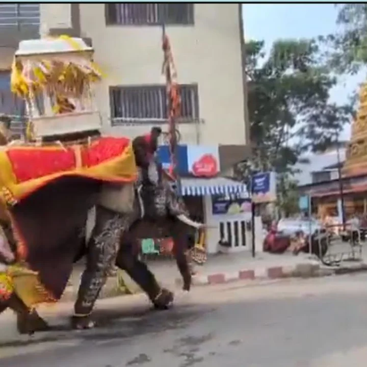 Jambu Savaari