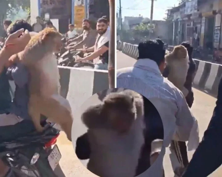 monkey - haryana