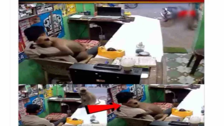 షాపులో కూర్చుని వున్న మనిషిని హత్తుకున్న కోతి.. వీడియో వైరల్